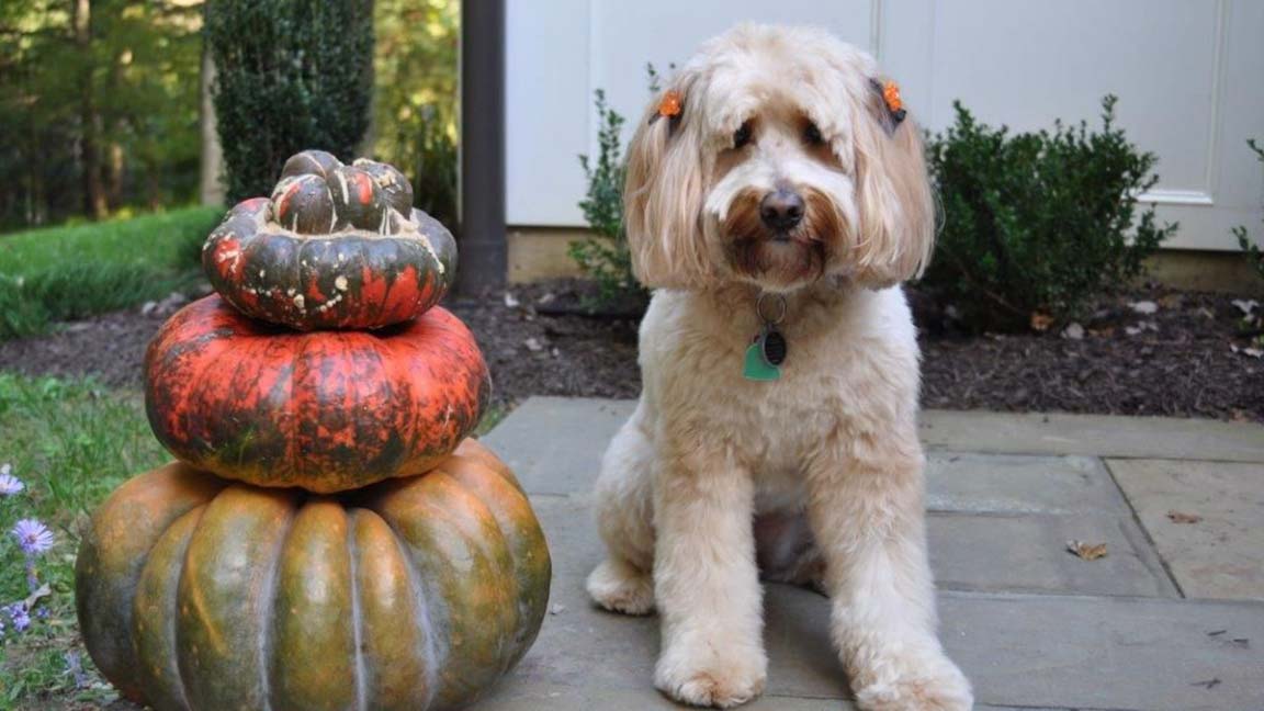 Adult Goldendoodle standing next to a pile of pumpkins