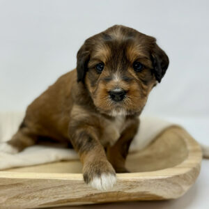 Bernedoodle puppy walking over a wooden bowl