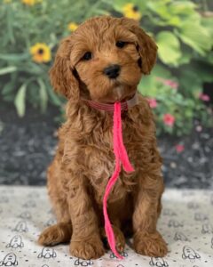 Goldendoodle puppy with a pink bow around his neck