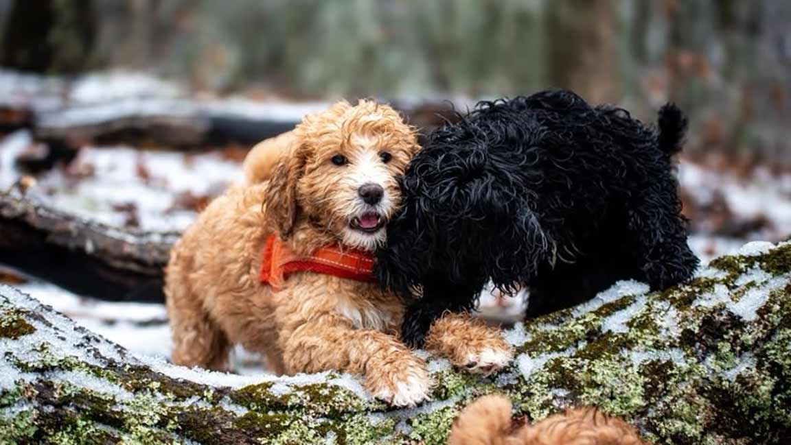 Two dogs playing outside in cold weather, a part of their daily routine