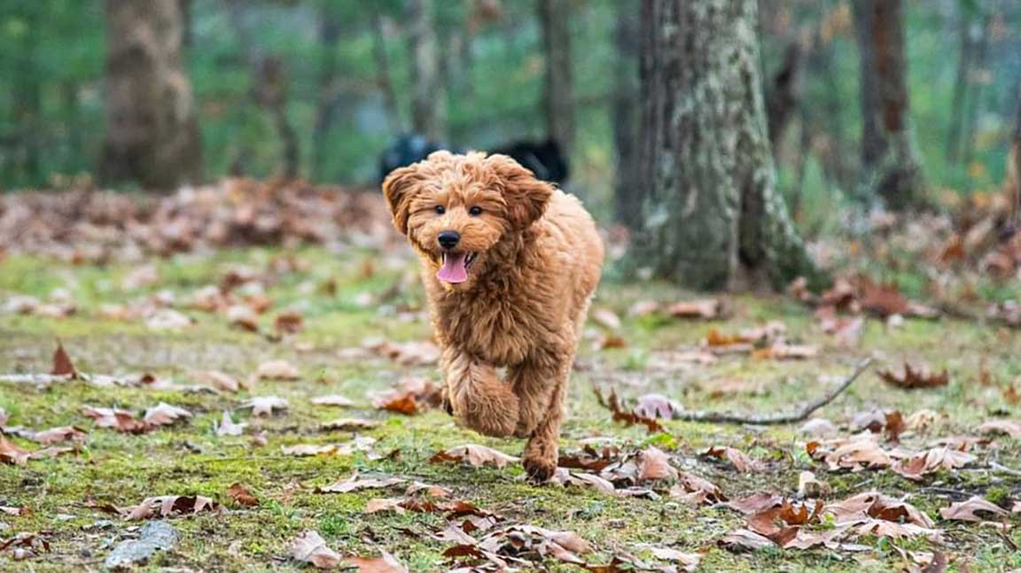 Dehydration in Dogs banner Goldendoodle running in the grass on a hot day while owner is watching him for signs of dehydration in dogs.