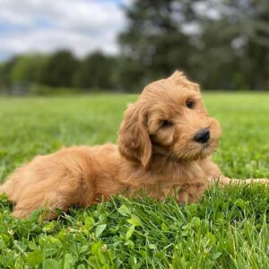 Golden Doodle puppy resting on lush green grass in a park, head tilted to the side.