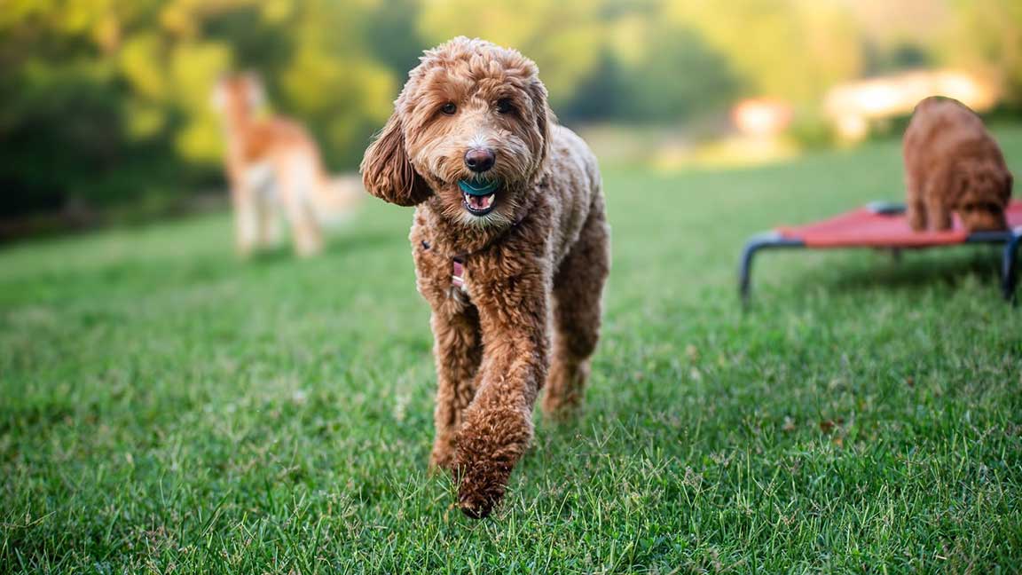 Brown curly-coated Golden Doodle dog trots toward the camera across a sunny park, with another dog and a red elevated bed in the background.