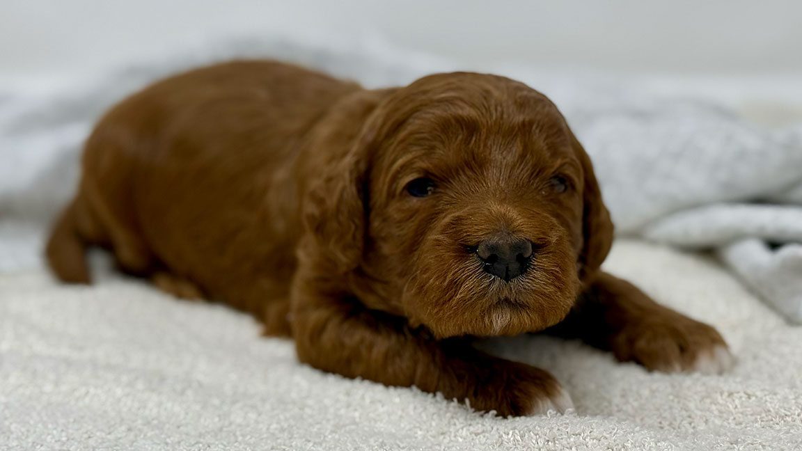 Golden Doodle puppy resting on a white blanket