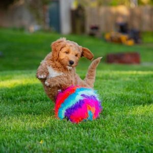 Puppy during playtime, jumping towards a colorful ball