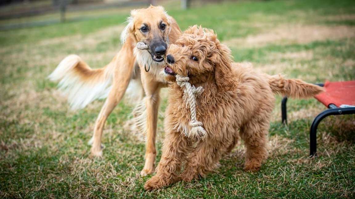 Two adult dogs during playtime, playing with a rope toy