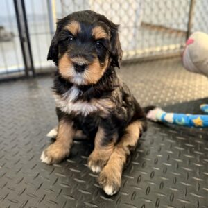 Bernedoodle puppy sitting in a crate while his owners are puppy proofing the rest of the house