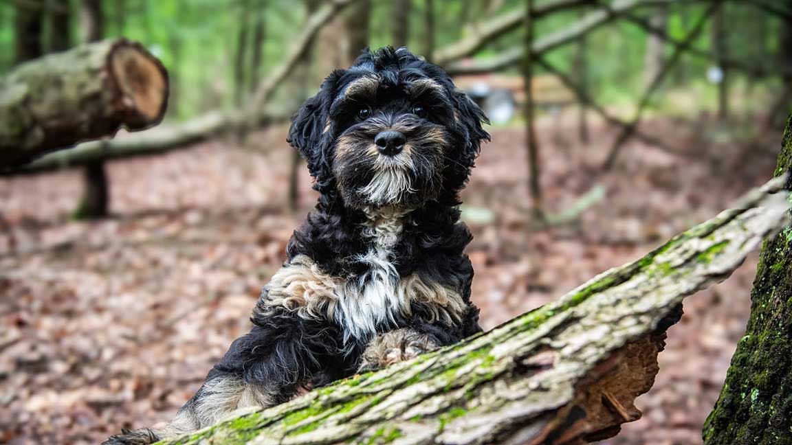 Bernedoodle puppy playing in the forest