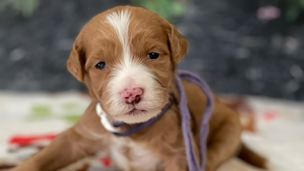 Goldendoodle puppy with a purple leash