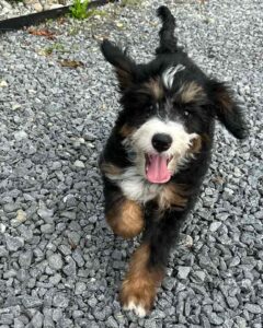 Bernedoodle puppy running, with his tongue out.