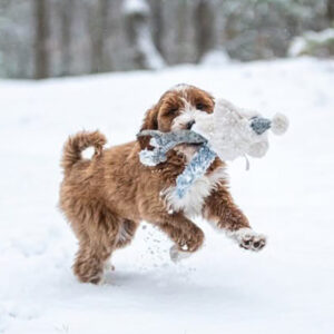 Puppy with the zoomies running in the snow, with a toy in his mouth.