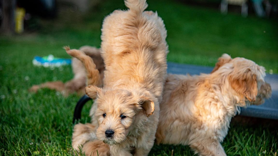 Goldendoodle puppy with the zoomies, jumping over one of his littermates