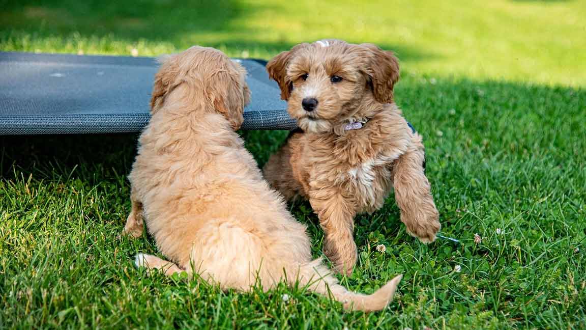 Two puppies in the same Goldendoodle puppy development phase