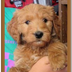 goldendoodle puppy