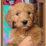 goldendoodle puppy