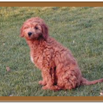 goldendoodle sitting in grass
