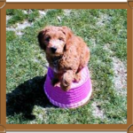 goldendoodle sitting on basket