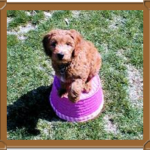 goldendoodle sitting on basket