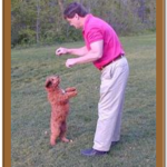 goldendoodle training