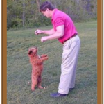 goldendoodle training