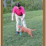 training a red goldnedoodle