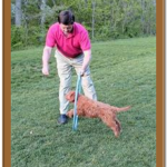 training a red goldnedoodle