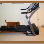 goldendoodle puppy on a treadmill