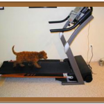 goldendoodle puppy on a treadmill