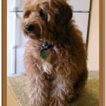 shaggy goldendoodle