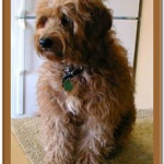 shaggy goldendoodle