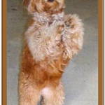 standing goldendoodle