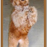 standing goldendoodle