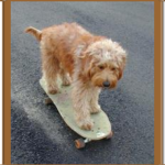 goldendoodle on skateboard