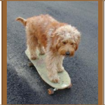 goldendoodle on skateboard