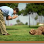 goldendoodle being trained in grass