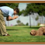 goldendoodle being trained in grass