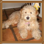 goldendoodle sitting on red clay tile floor