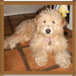 goldendoodle sitting on red clay tile floor