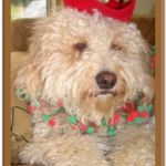 birthday party goldendoodle