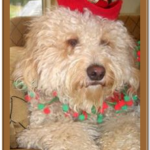 birthday party goldendoodle