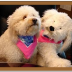 two white goldendoodles