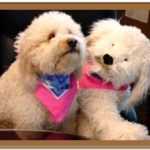 two white goldendoodles