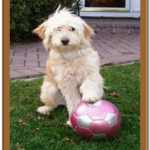 goldendoodle with soccer ball