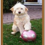 goldendoodle with soccer ball