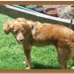 dog in yard