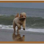 Goldendoodle running on beach