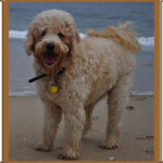 goldendoodle standing on beach