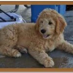 mini goldendoodle