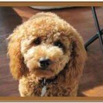 Goldendoodle