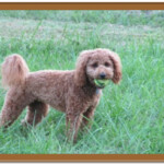 red goldendoodle in grass